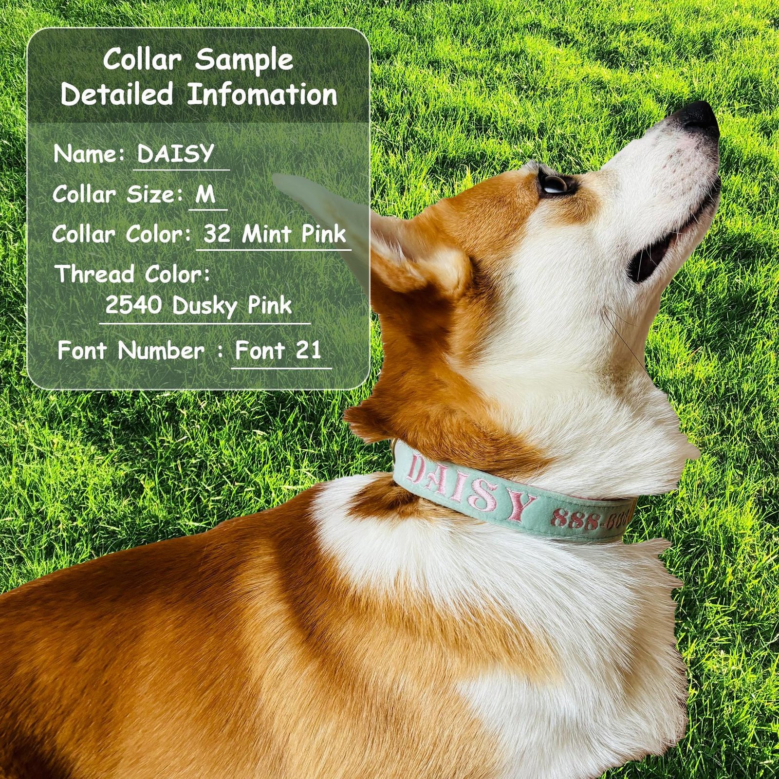 Personalized Embroidered Velvet Dog Collar | Custom Pet Name Collar - Image 11